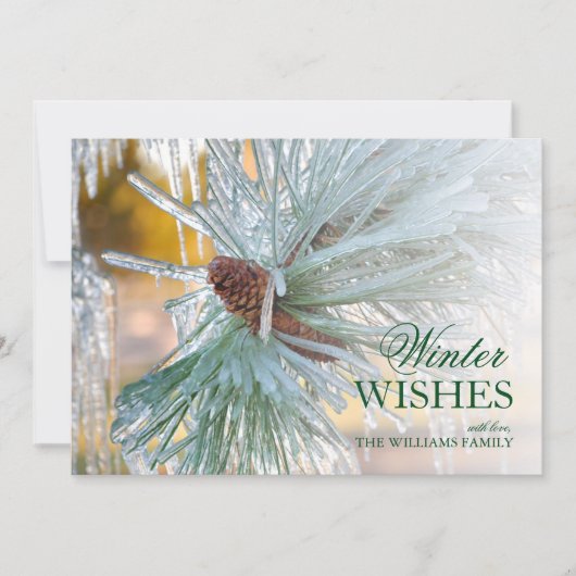 Kiefernnadeln, in Eis eingeschlossen (Vorderseite)