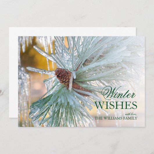 Kiefernnadeln, in Eis eingeschlossen (Vorne/Hinten)