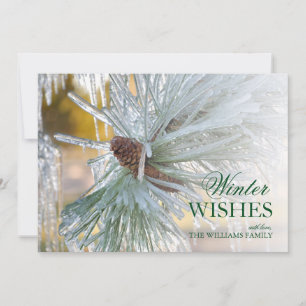 Kiefernnadeln, in Eis eingeschlossen