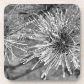 Kiefernnadeln mit Frostbedeckung in Schwarz und We Getränkeuntersetzer (Vorderseite)