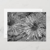 Kiefernnadeln mit Frostbedeckung in Schwarz und We Postkarte (Vorne/Hinten)