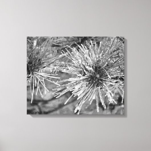 Kiefernnadeln mit Frostbedeckung Leinwanddruck (Vorderseite)