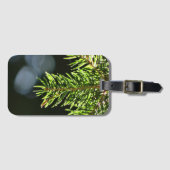 Kiefernnadeln mit Kiefer Gepäckanhänger (Vorderseite (Horizontal))