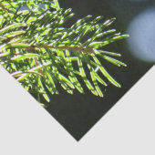 Kiefernnadeln mit Kiefer Seidenpapier (Detail)