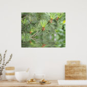 Kiefernnadeln oberhalb des Wassers Poster (Küche)