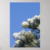 Kiefernnadeln Poster (Vorne)