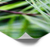 Kiefernnadeln Poster (Ecke)