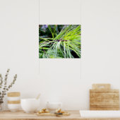 Kiefernnadeln Poster (Küche)