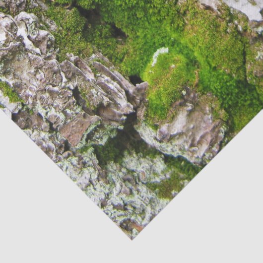 Kiefernspieß mit Moosspinnpapier Seidenpapier (Detail)