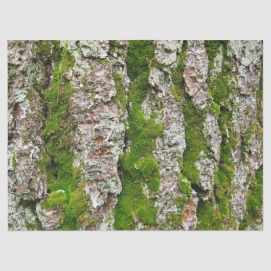 Kiefernspieß mit Moosspinnpapier Seidenpapier (Vorderseite)