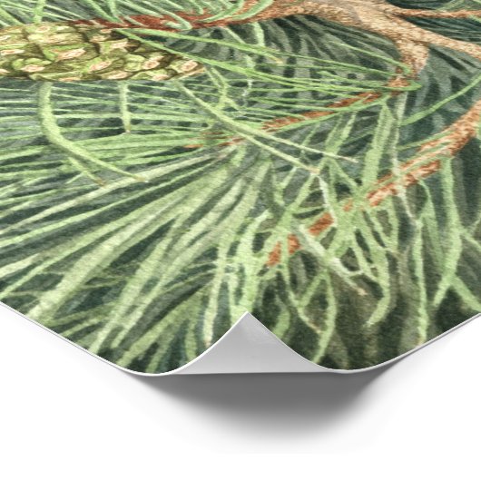 Kieferntrockner Poster (Ecke)