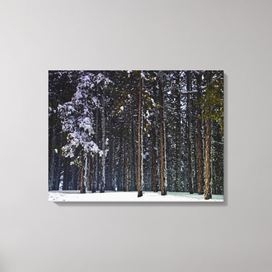 Kiefernwald mit Schnee - Zypern Leinwanddruck (Vorderseite)