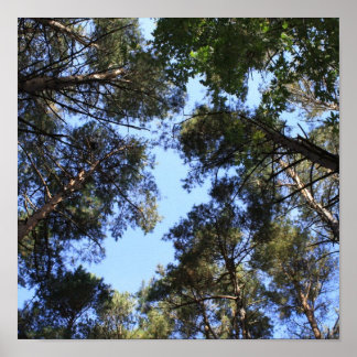 Kiefernwaldddach Poster