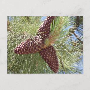 Kiefernzapfen, Kiefer, See, Tahoe, Natur Postkarte
