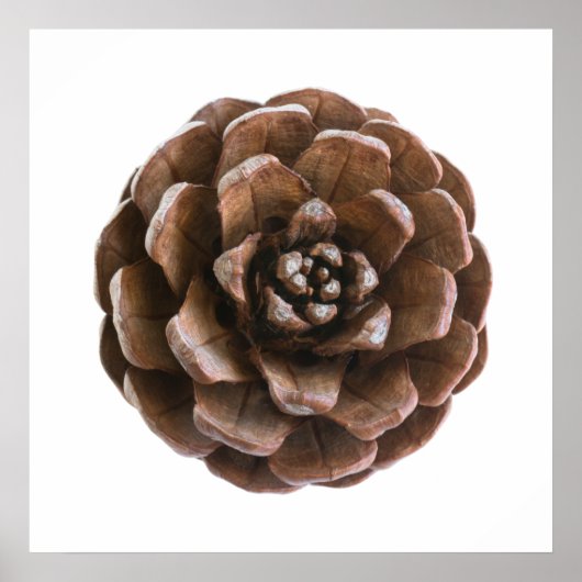 Kiefernzapfen Poster (Vorne)