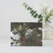 Kiefernzapfen Postkarte (Stehend Vorderseite)