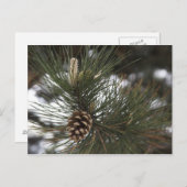 Kiefernzapfen Postkarte (Vorne/Hinten)