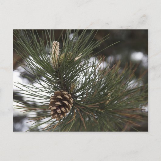 Kiefernzapfen Postkarte (Vorderseite)