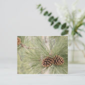 Kiefernzapfen-Postkarte Postkarte (Stehend Vorderseite)