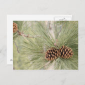 Kiefernzapfen-Postkarte Postkarte (Vorne/Hinten)