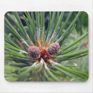 Kiefernzweig immergrün mousepad