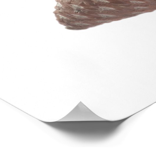 Kiefernzweig mit den Kegel Poster (Ecke)