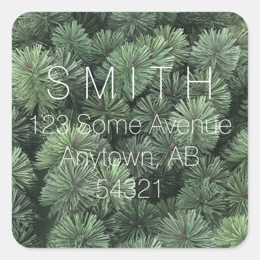 Kiefernzweige Evergreen Fire Tree Needles Winter Quadratischer Aufkleber (Vorderseite)