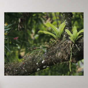 Kieferrosa, Bletia purpurea, blühend auf Mango Poster