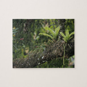 Kieferrosa, Bletia purpurea, blühend auf Mango Puzzle