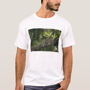 Kieferrosa, Bletia purpurea, blühend auf Mango T-Shirt