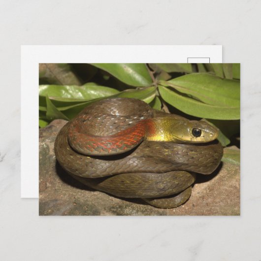 Kielback Postkarte (Vorne/Hinten)