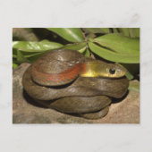 Kielback Postkarte (Vorderseite)