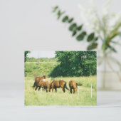 Kiesel, Lady, Zucker, Limited und Hüftpflaster Postkarte (Stehend Vorderseite)