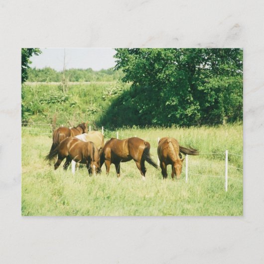 Kiesel, Lady, Zucker, Limited und Hüftpflaster Postkarte (Vorderseite)