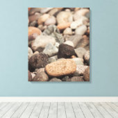 Kieselsteine am Strand Leinwanddruck (Insitu (Holzboden))