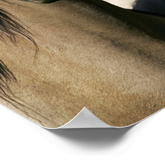 Kiger Mustang Horses Stehende Headshots Poster (Ecke)
