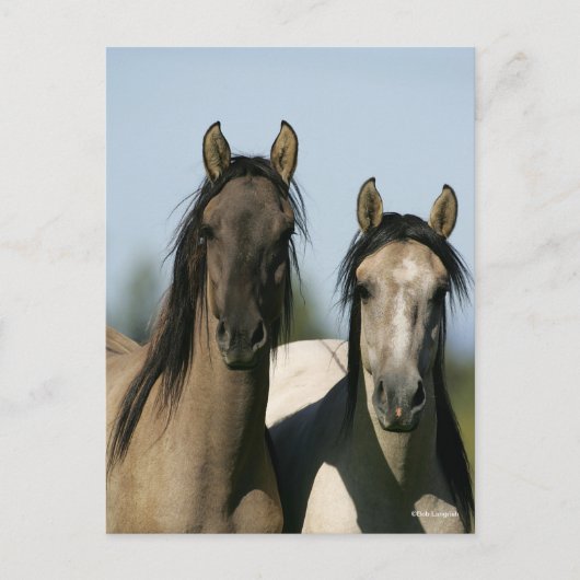 Kiger Mustang Horses Stehende Headshots Postkarte (Vorderseite)