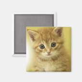 Kiity Magnet (Vorderseite/Rückseite)