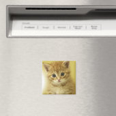 Kiity Magnet (In Situ (Geschirrspüler))