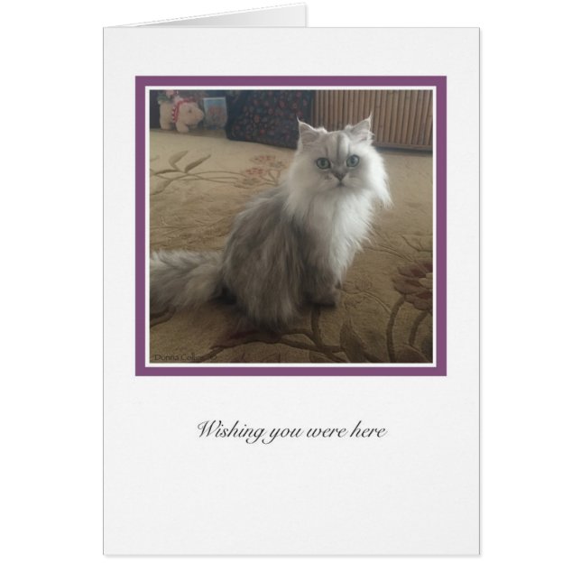 KiKi Collection # 1 (Vorne)