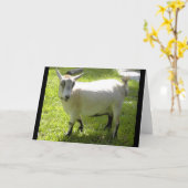 Kiki die Pygmäenziegengrußkarte Karte (Gelbe Blume)