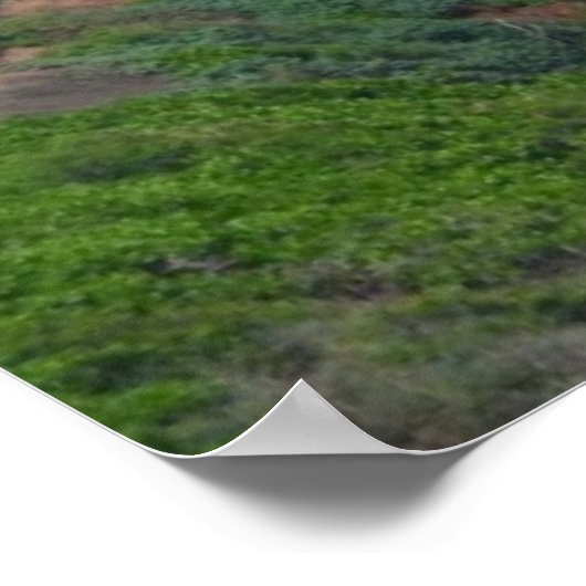 Kilauea Lighthouse Poster (Ecke)