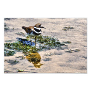 Kildeer im Wasser Fotodruck