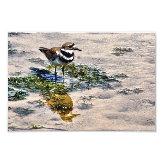Kildeer im Wasser Fotodruck (Vorne)