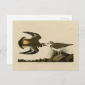 Kildeer Plover (Killdeer) Audubon Birds of America Postkarte (Vorne/Hinten)
