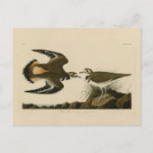 Kildeer Plover (Killdeer) Audubon Birds of America Postkarte (Vorderseite)
