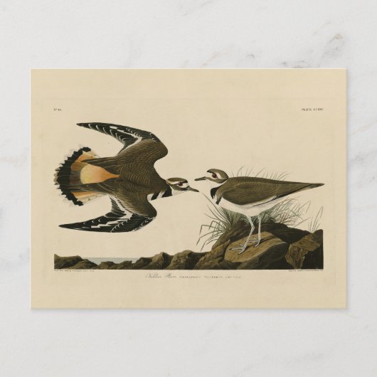 Kildeer Plover (Killdeer) Audubon Birds of America Postkarte (Vorderseite)