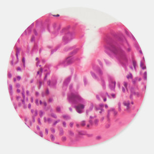 Kiliertes Epithel unter dem Mikroskop. Runder Aufkleber