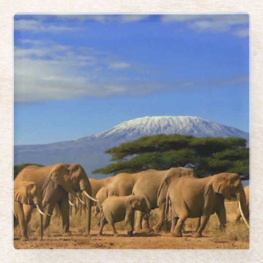 Kilimanjaro und Elefanten Glasuntersetzer (Vorderseite)