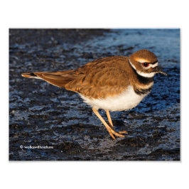 Killdeer auf den Icy Mudflats Fotodruck